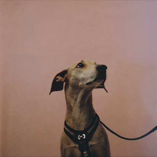 A dog in a harness ready for a walk