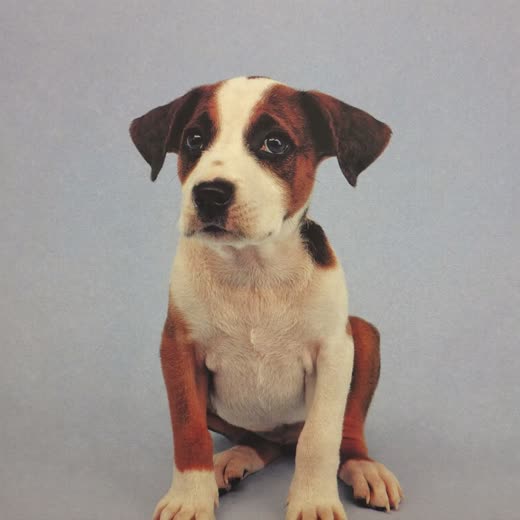 A puppy sitting and looking up at the camera